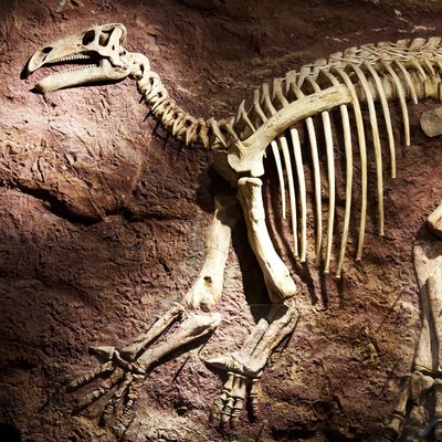 Paleontologists Banned from Saying ‘Naughty’ Words