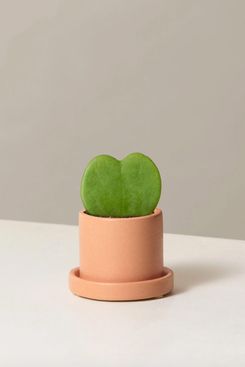 The Sill Hoya Heart Plant
