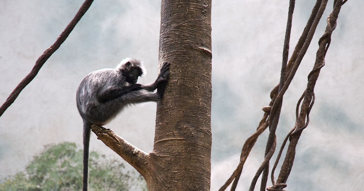 The Bronx Zoo Monkey House Is Closed Forever