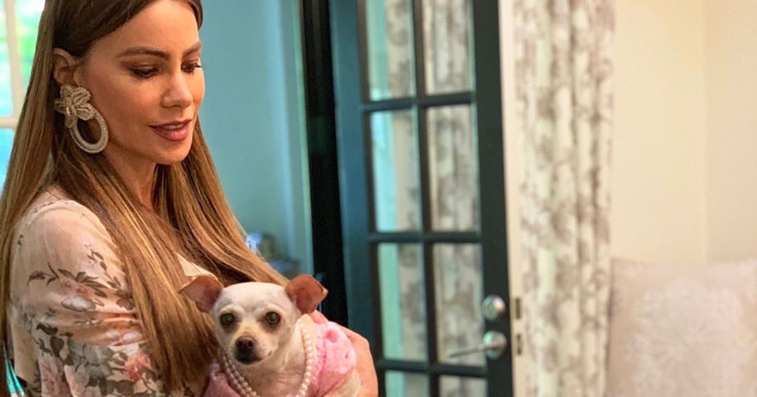 Sofia Vergara Throws Elaborate Party for Her Son's Dog Baguette