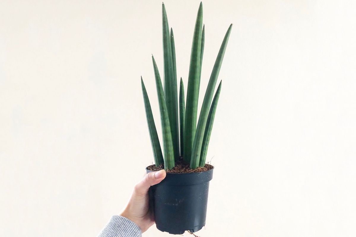 plant gift for girlfriend