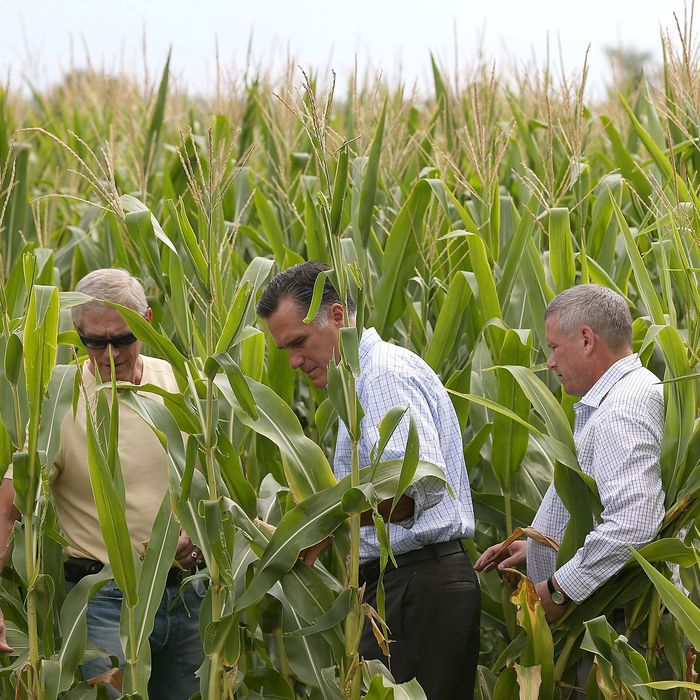 Republican presidential candidate and former Massachusetts Gov. Mitt Romney (C) tours a corn field with Iowa Secretary of Agriculture Bill Northey (R) and farmer Lemar Koethe on August 8, 2012 in Des Moines, Iowa. Mitt Romney is campaigning in Iowa before traveling to New Jersey and New York for fundraising events. 