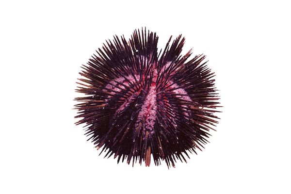 Purple Short Spine Pin Cushion Urchin