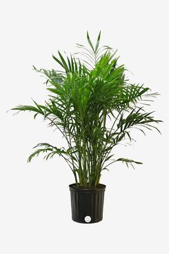 Costa Farms Neanthebella Parlor Palm, 14-Inches Tall in Grow Pot