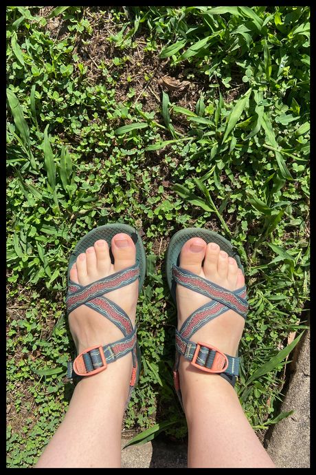 A photo of Chaco sandals on a person's feet, in grass.