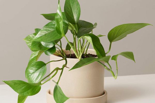 Jade Pothos in 5-Inch Ceramic Hyde Planter