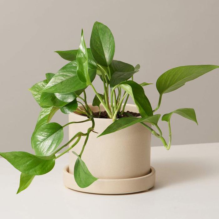 Jade Pothos Cyber Monday Sale At The Sill 2019 The Strategist