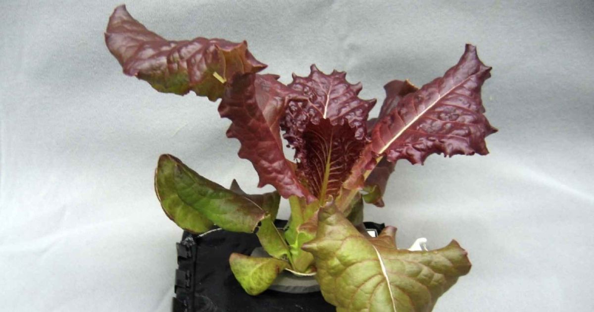 NASA Is Running Farm-to-Table Lettuce Experiments in Space