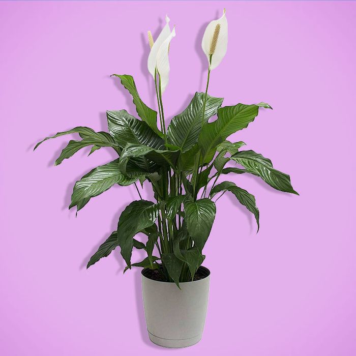 Costa Farms Peace Lily on Sale for Prime Day 2019 | The Strategist