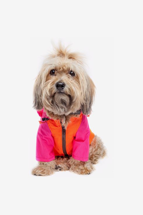 Best Dog Jackets And Coats 2022 The, Three Dogs In A Trench Coat Meaning