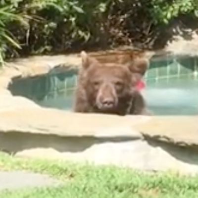 Bear in a hot tub.