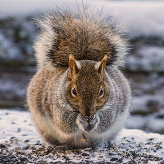 Squirreling Away