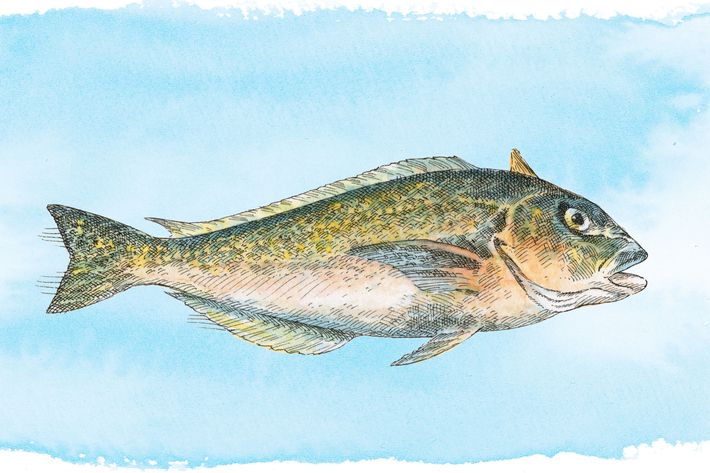 Golden Tilefish