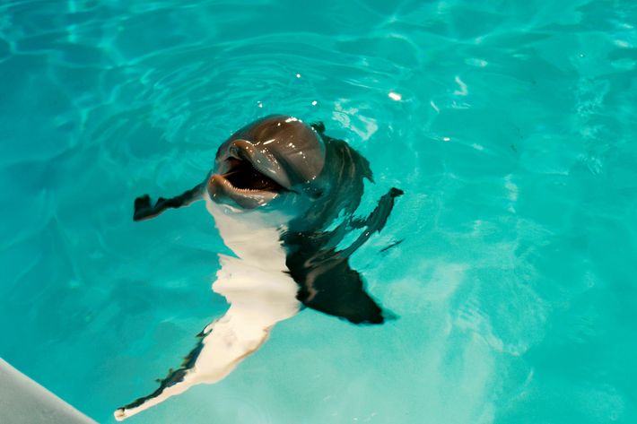 WINTER in Alcon Entertainment’s family adventure “DOLPHIN TALE,” a Warner Bros. Pictures release.