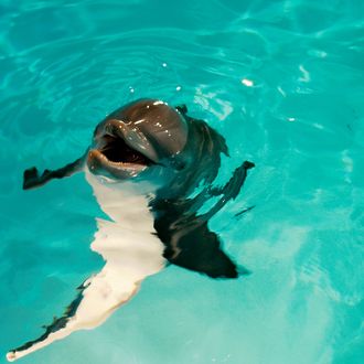 WINTER in Alcon Entertainment’s family adventure “DOLPHIN TALE,” a Warner Bros. Pictures release.