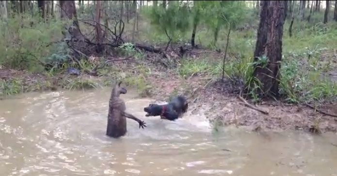 Kangaroo vs. Dog: Nature’s Weirdest Battle