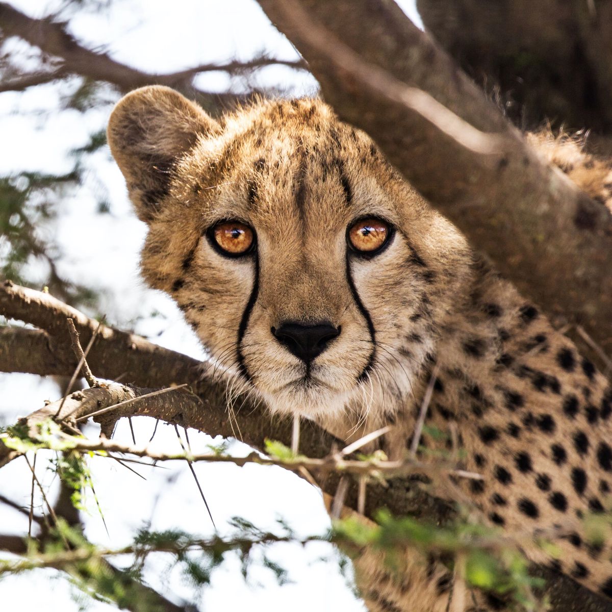 India S Effort To Fight Climate Change Involves Cheetahs
