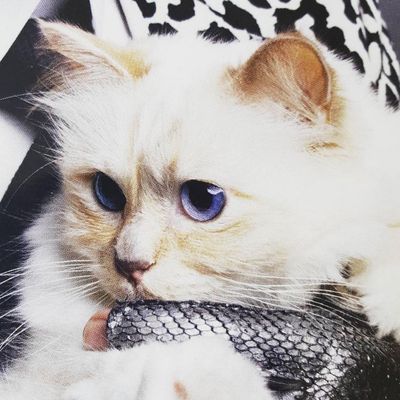 Karl Lagerfeld's Cat Has the New Dyson Hairdryer