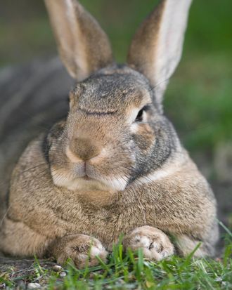 Happy Friday! To welcome the weekend, - The Grumpy Rabbit