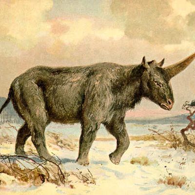 The real Siberian unicorn, <i>Elasmotherium sibiricum</i>.