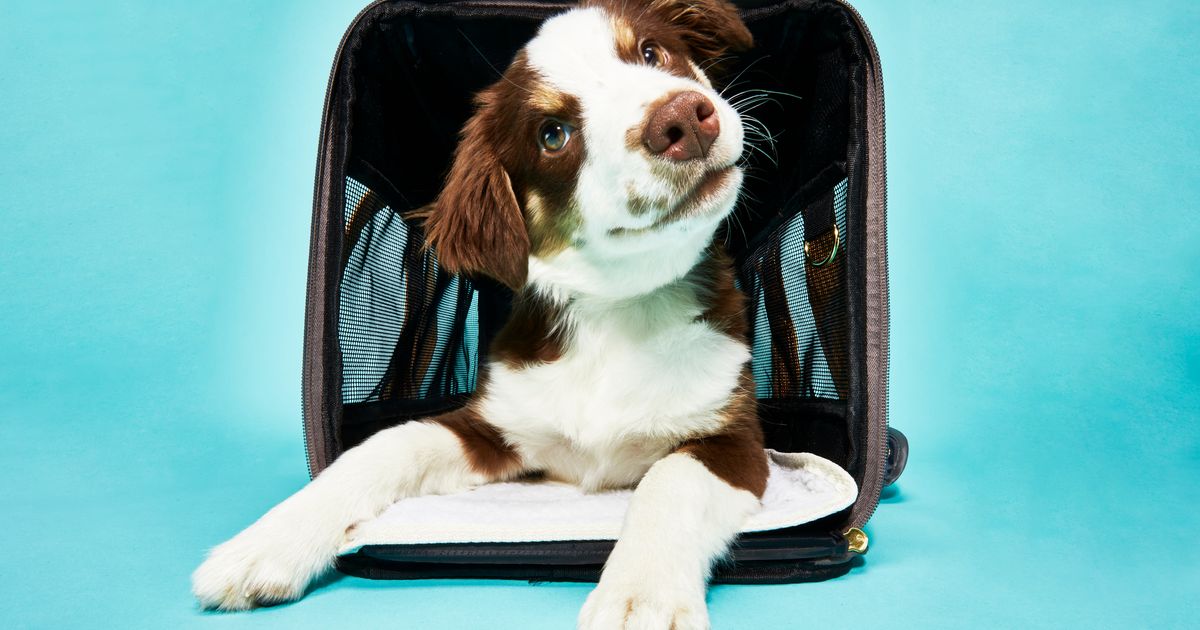 The 11 Best Airline-Approved Pet Carriers 2023