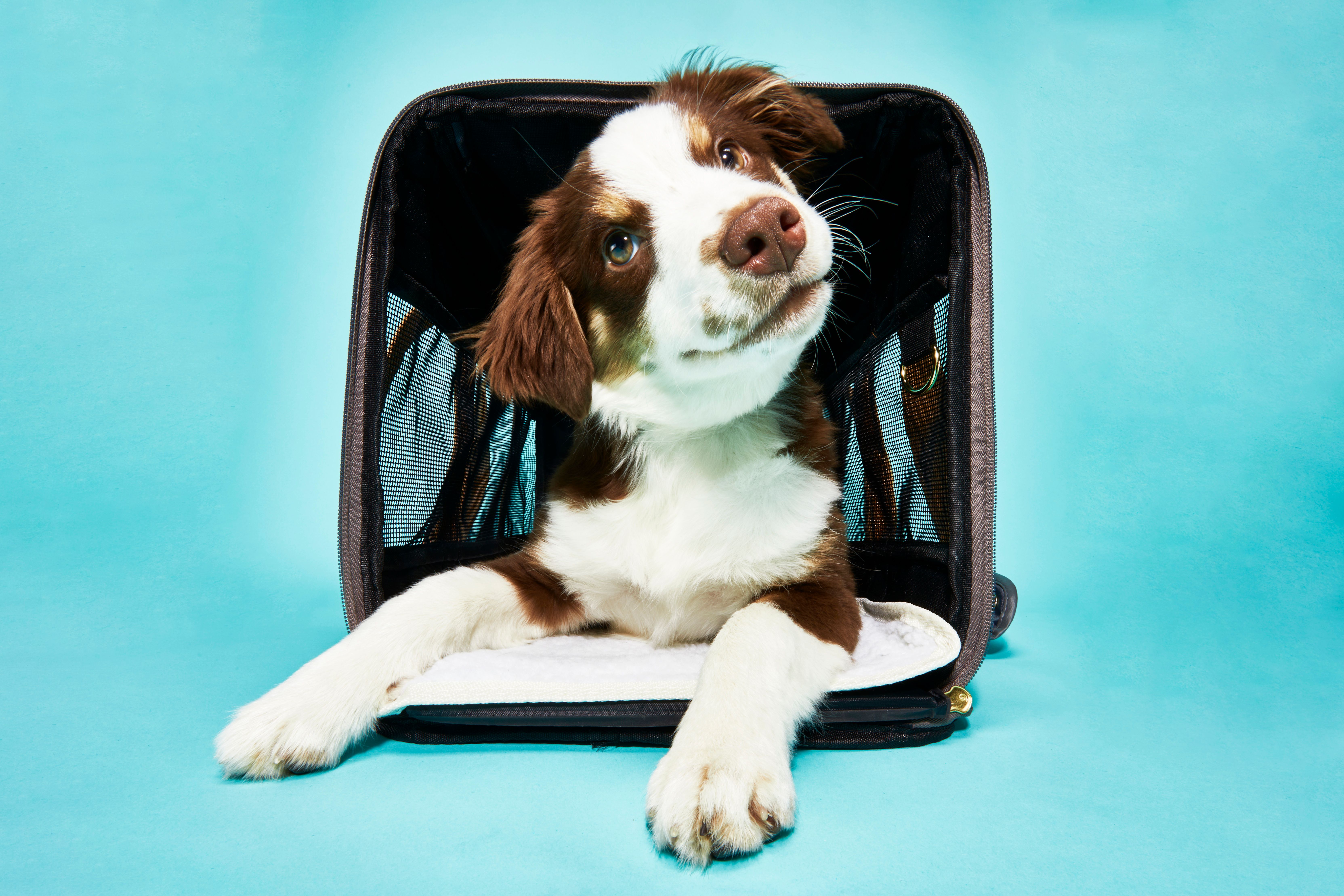 The 5 Best Airline-Approved Cat Carriers of 2024, Tested and Reviewed