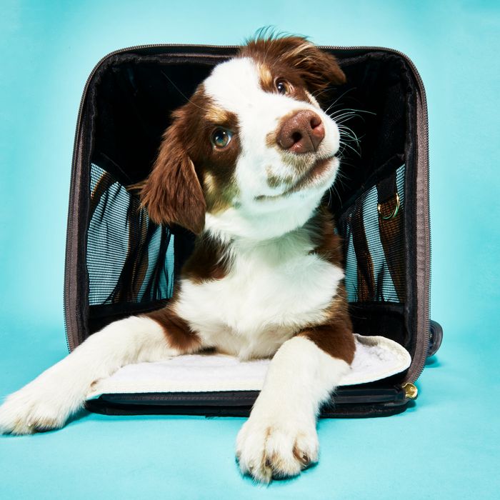 This Pet Bowl Will Keep Your Dog's Water Cool for 15 Hours, So