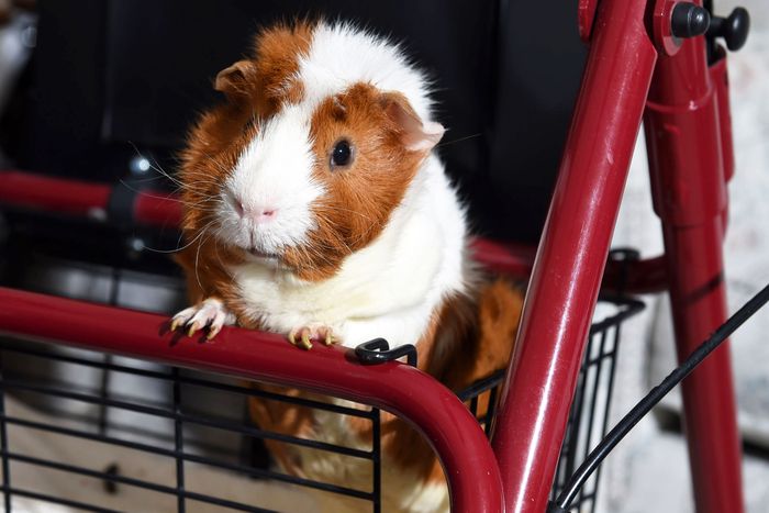 I dropped my guinea hot sale pig