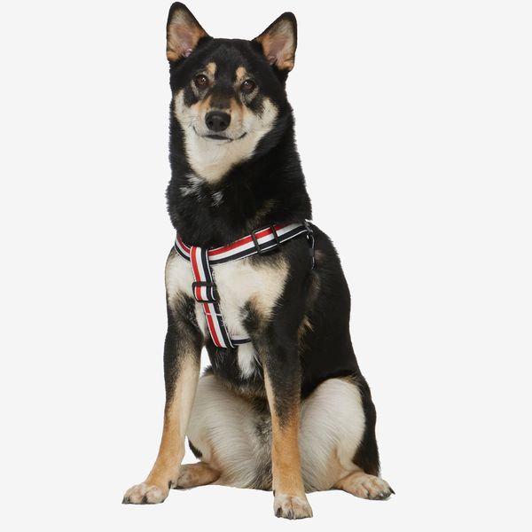 Thom Browne Tricolor Webbing Dog Harness