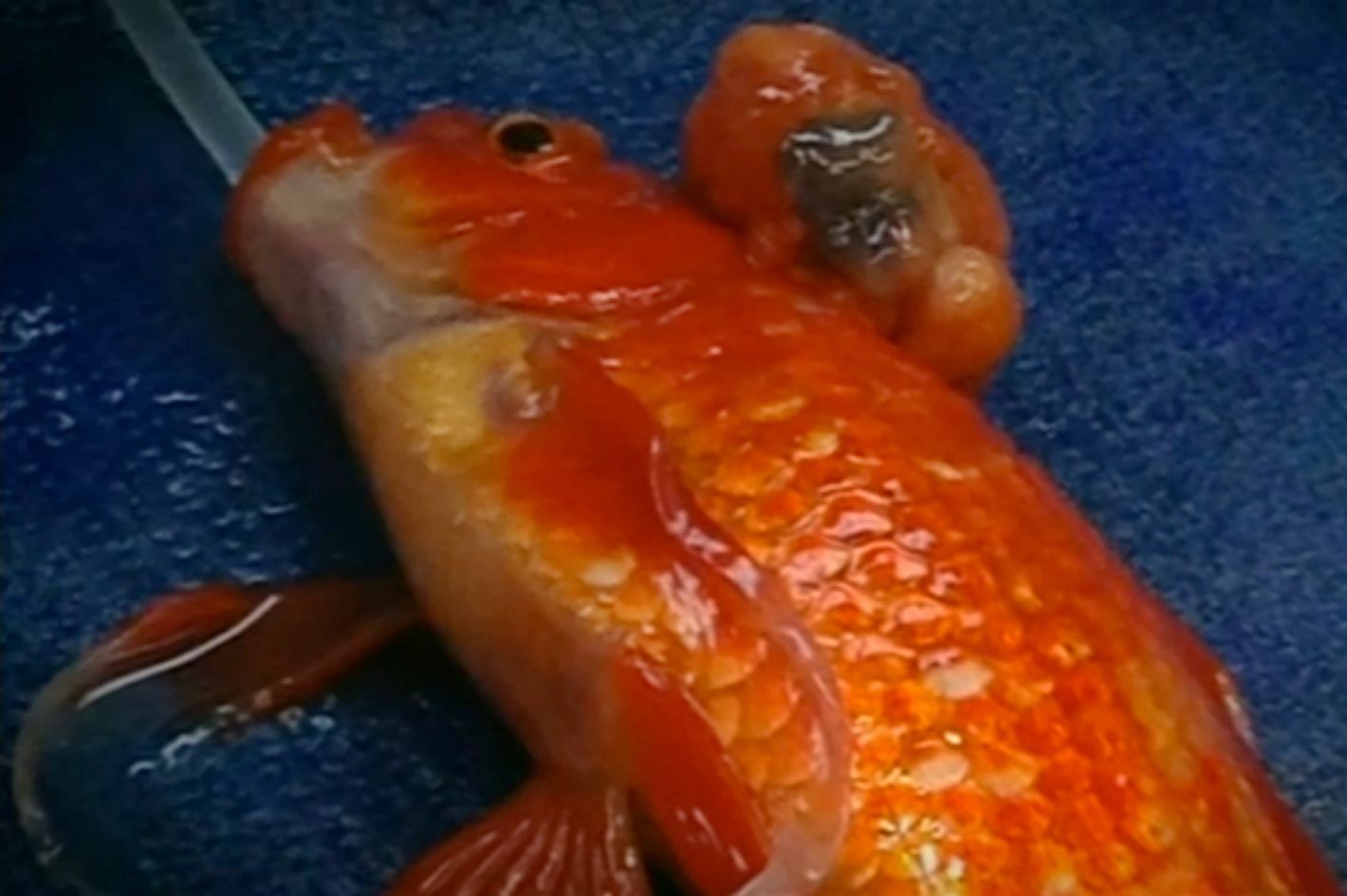 Couple Pays Hundreds of Dollars for Goldfish Brain Surgery