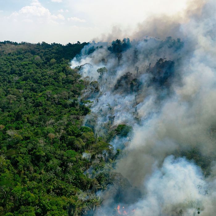The Amazon May Now Actually Be Making Climate Change Worse