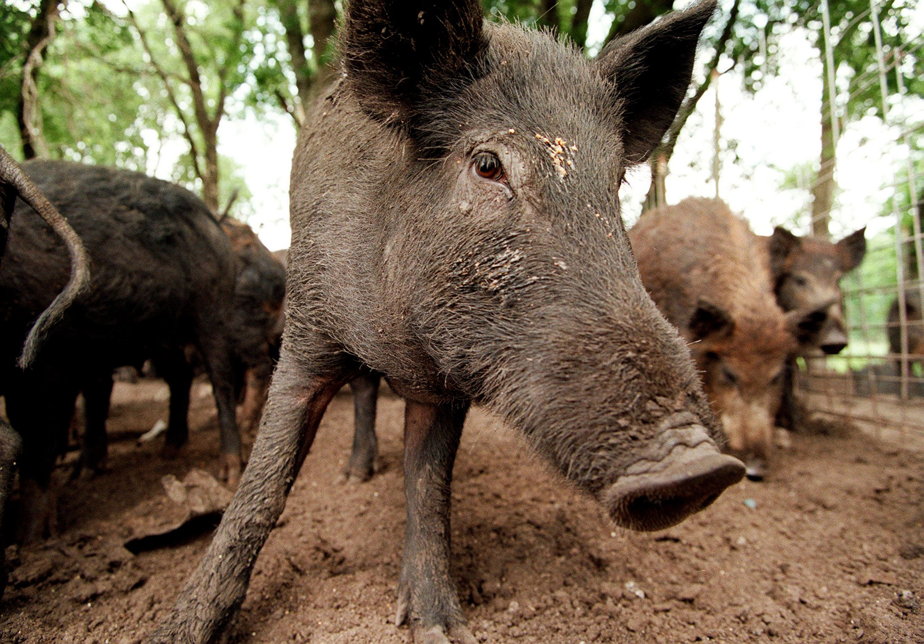 Feral Hogs Are the Worst Invasive Species You've Never Thought