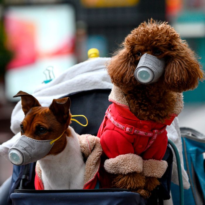 can dogs carry germs from person to person