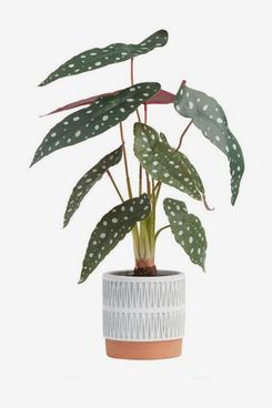 World Market Faux Polka Dot Begonia Plant In Geo Pot