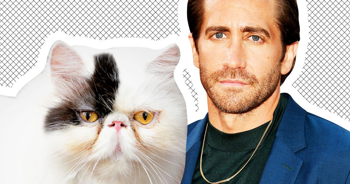 What’s Going On With Jake Gyllenhaal and This Instagram Cat?