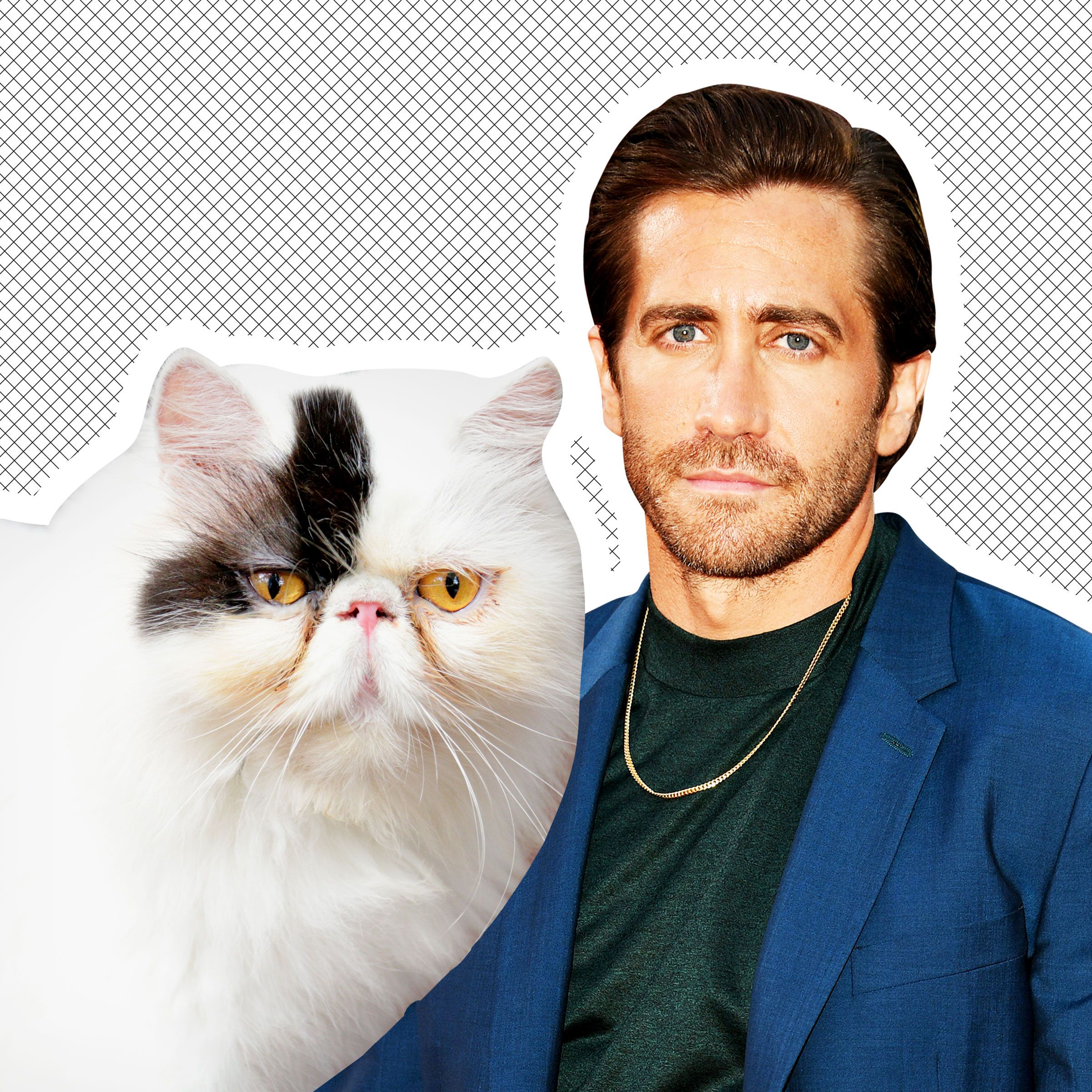 What's Going On With Jake Gyllenhaal and This Instagram Cat?