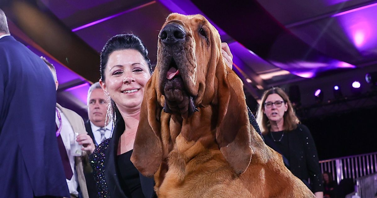 Trumpet the Bloodhound Made Westminster Dog Show History
