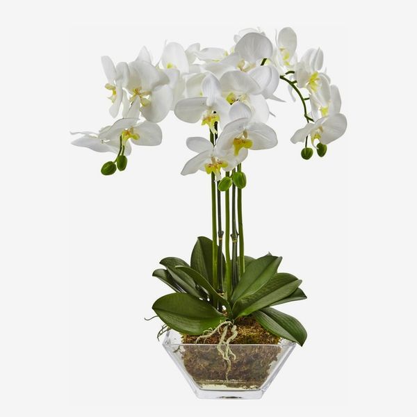 Charlton Home Triple Phalaenopsis Orchid Floral Arrangement in Vase