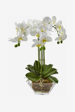 Charlton Home Triple Phalaenopsis Orchid Floral Arrangement in Vase