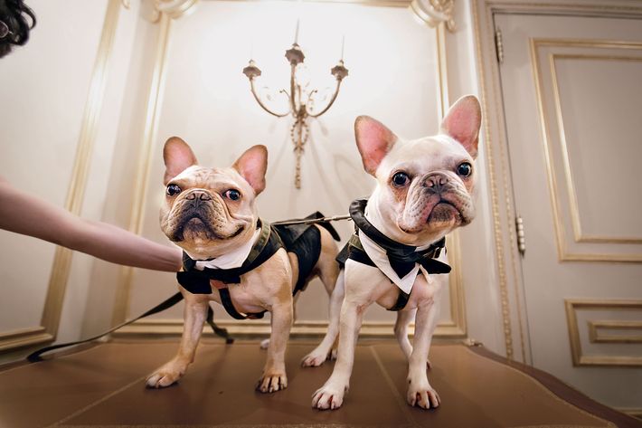 Why Your Pet Should Be Invited to Your Wedding