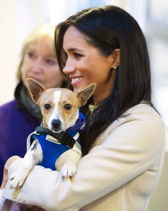 Meghan Markle with a dog.