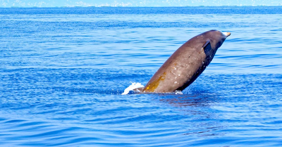 Cuvier's Beaked Whale Sets Record With Nearly 4-Hour Dive