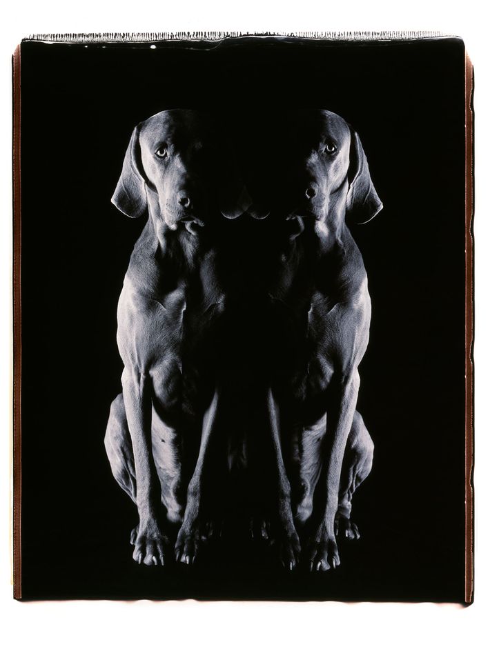 Photos: William Wegman: Being Human