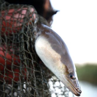 Traditional eel fisherman Peter Carter holds an eel at first light on September 30, 2010 near Outwell, England.