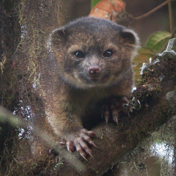  In this handout photo provided by Smithsonian, an olinguito, a new species of Carnivore which has been newly discovered, is seen in an undated photo. The olinguito (Bassaricyon neblina) had been mistakenly identified for more than 100 years and is also the first carnivore species to be discovered in the American continents in 35 years. 
