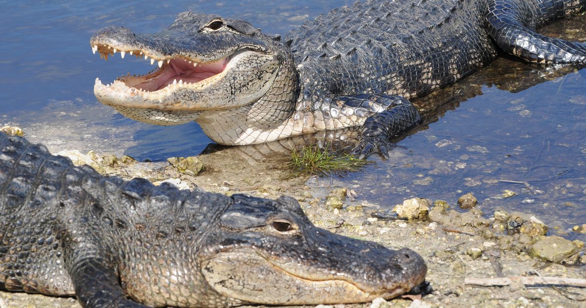 Enigmatic Alligator Encounters Unveiling Spiritual Meanings in Hindu