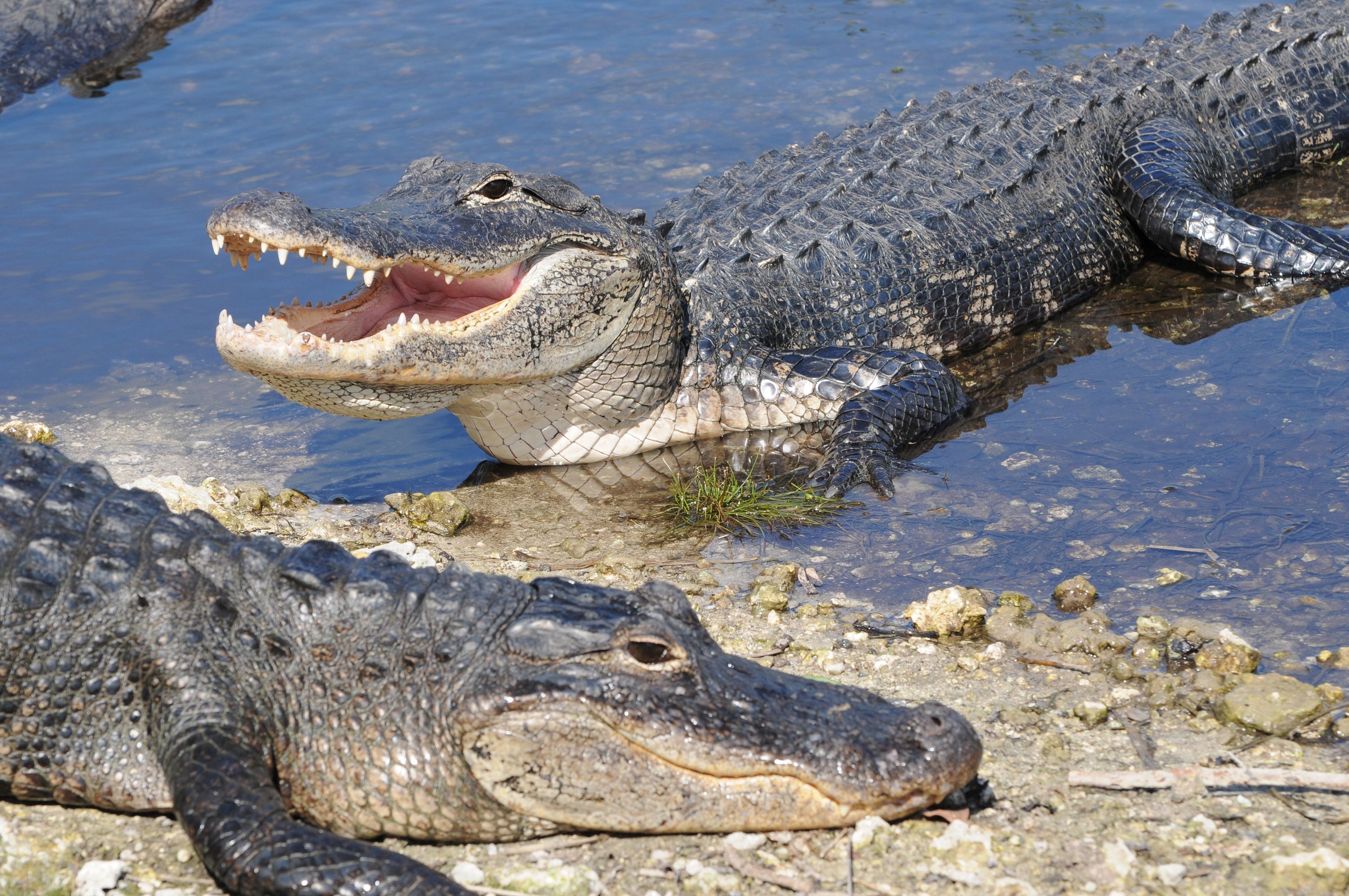 Your Crocodile Skin City Steamer is keeping crocodiles alive