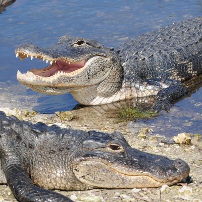 Alligator mississippiensis, Everglades National Park, Florida