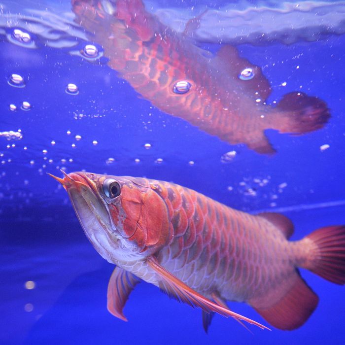 giant arowana fish