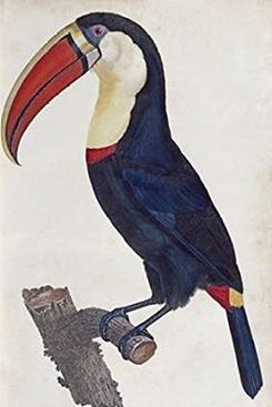 Posterazzi Toucan Poster Print by Francois Levaillant